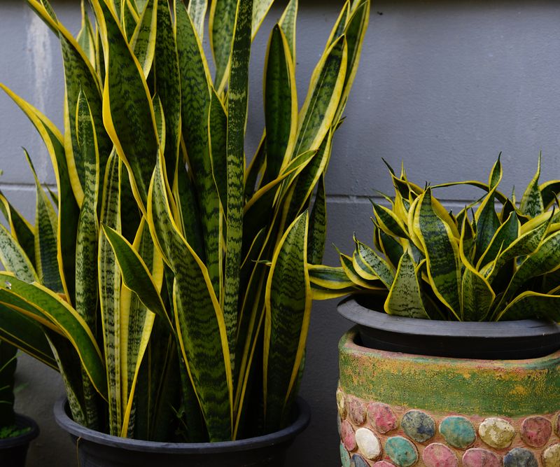 Snake Plant Handles Outdoor Shade With Ease In Georgia