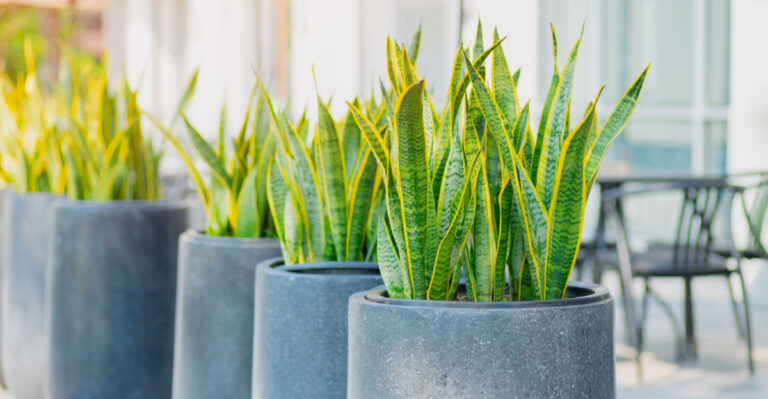 8 Houseplants You Can Move Outdoors This April In Georgia