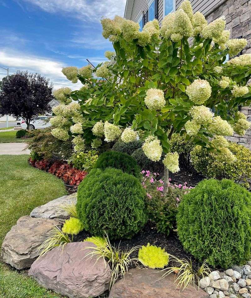 Limelight Responds Well To Spring Pruning