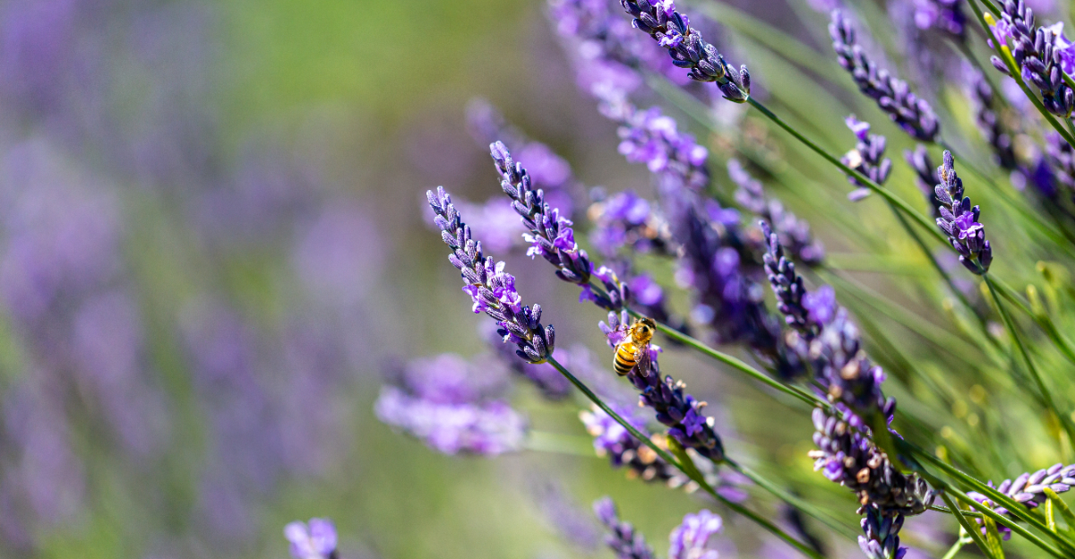 bee on lavander