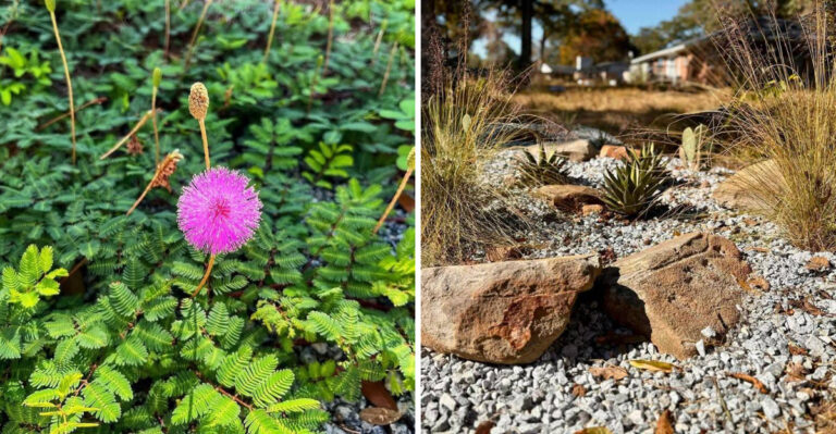 8 Lawn Alternatives Georgia Homeowners Are Switching To This Spring