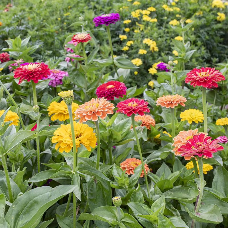 Zinnias Keep Blooming Strong Through Heat