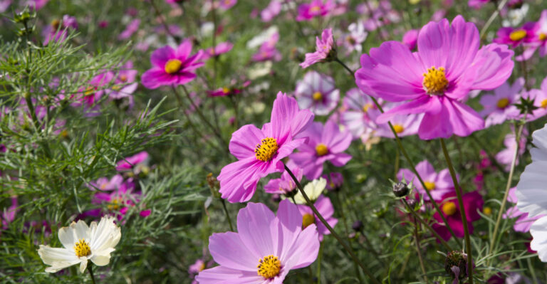 plant (featured image)