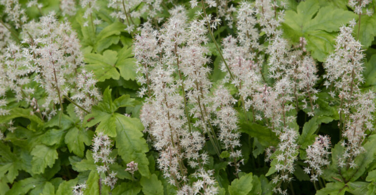 plant (featured image)