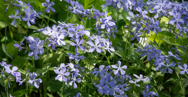 8 Michigan Wildflowers You’ll See Blooming In May