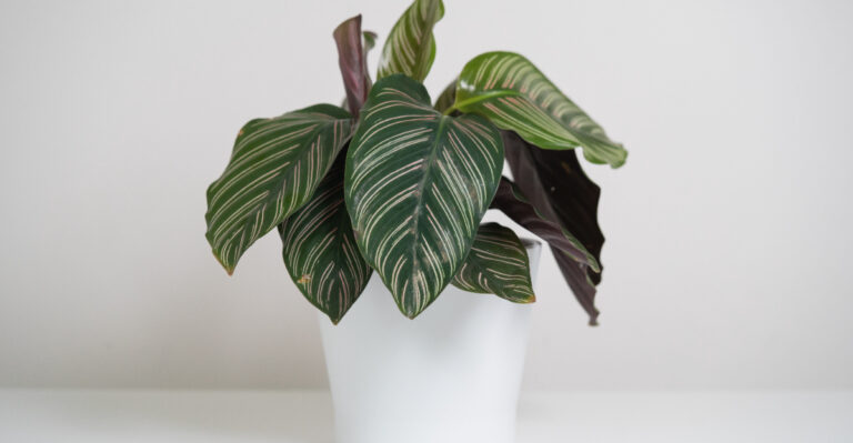 Calathea (featured image)