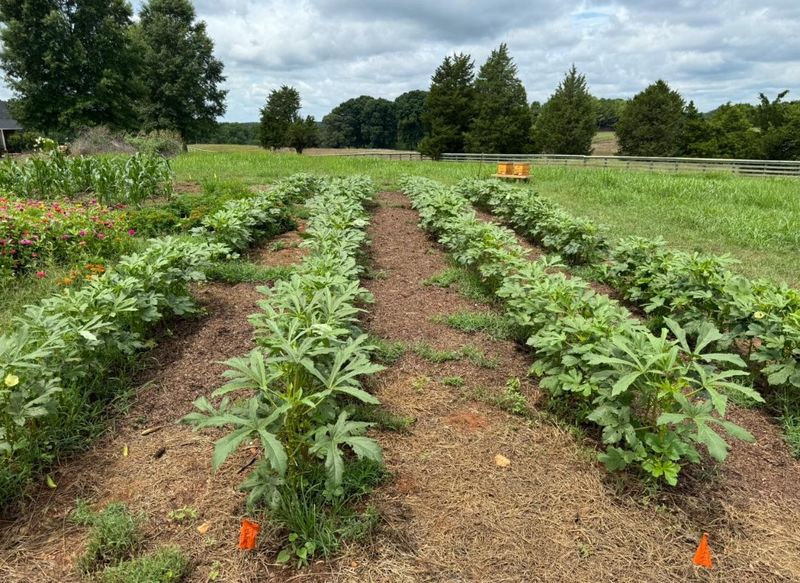 Start With Easy Crops That Perform Well In North Carolina