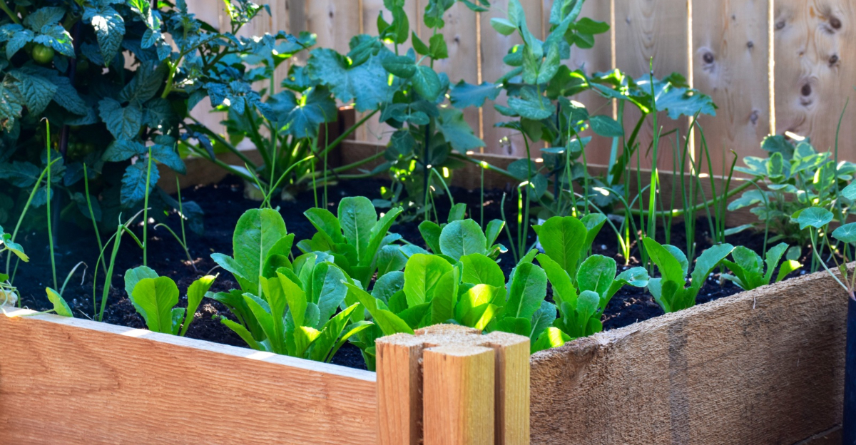 edible garden