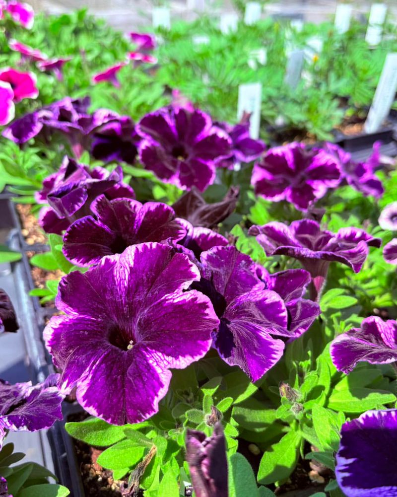 Petunias 