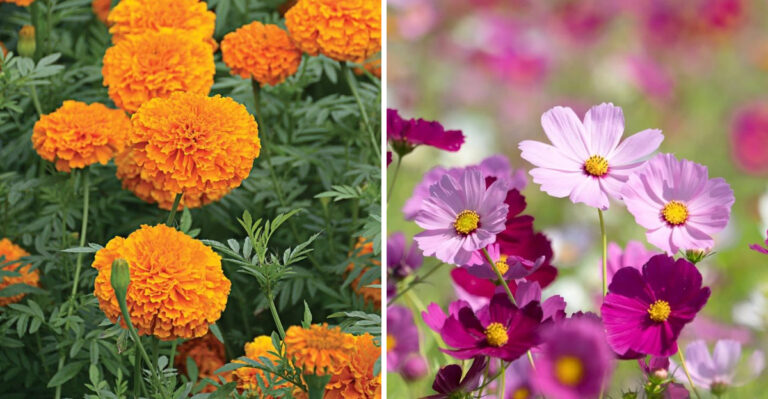 marigolds and cosmos