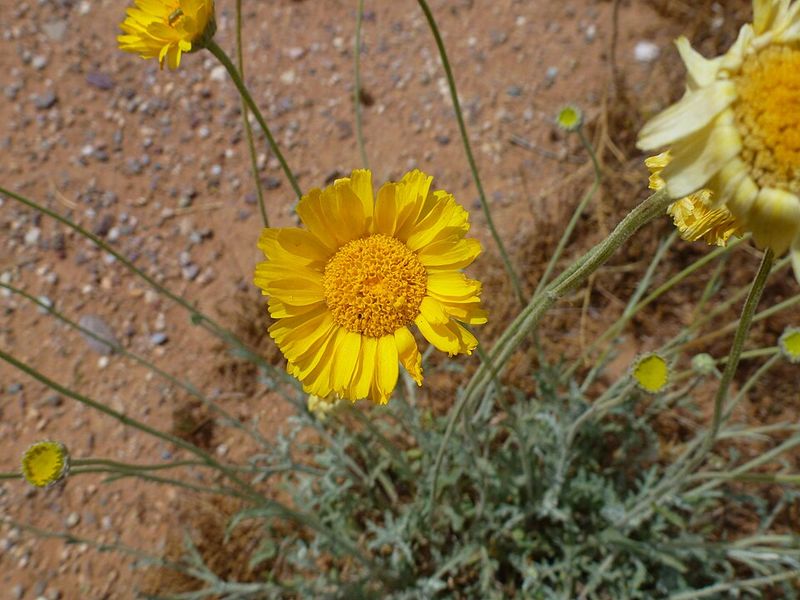 Desert Marigold Brings Bright Yellow Blooms And Pollinator Appeal