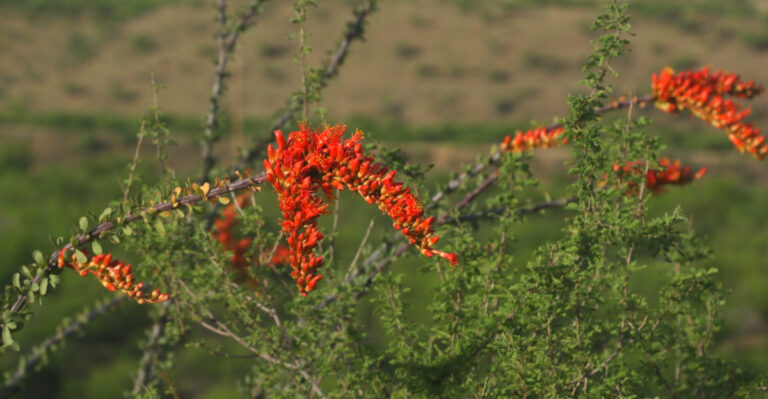 8 Native And Desert-Adapted Plants To Start In April In Arizona Landscapes