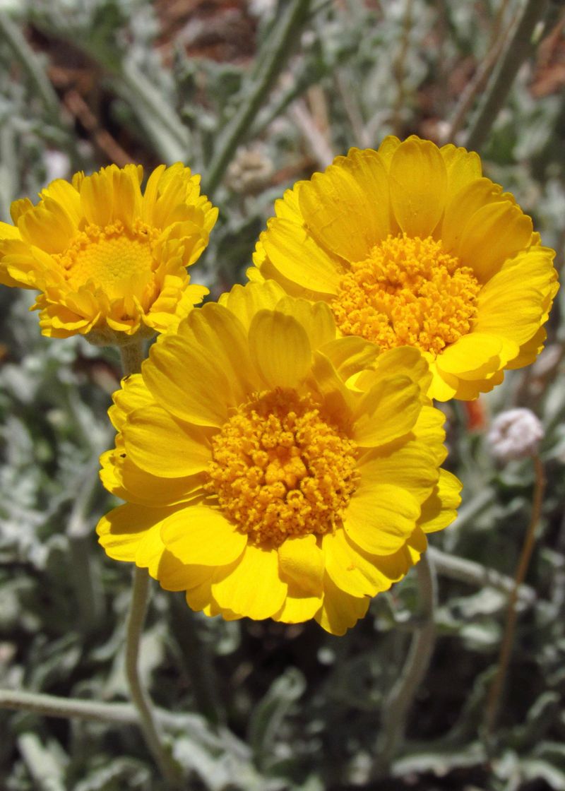 Desert Marigold Thrives In Intense Reflected Sun And Heat