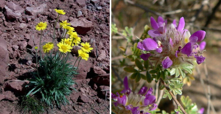 8 Native Arizona Plants That Handle Reflective Heat From Walls