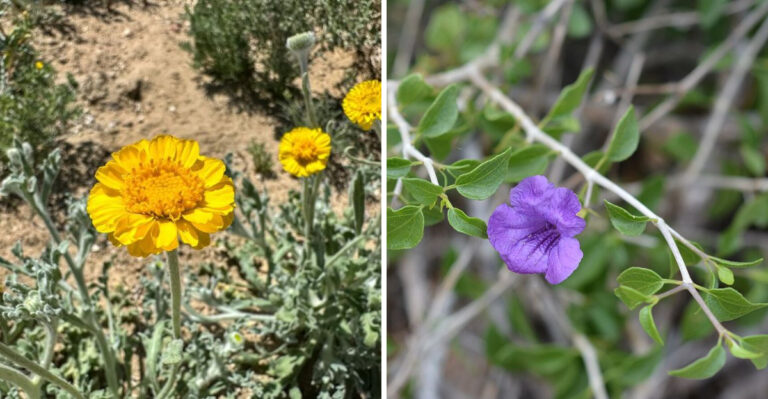 8 Native Arizona Plants That Replace Gravel And Look Better Over Time