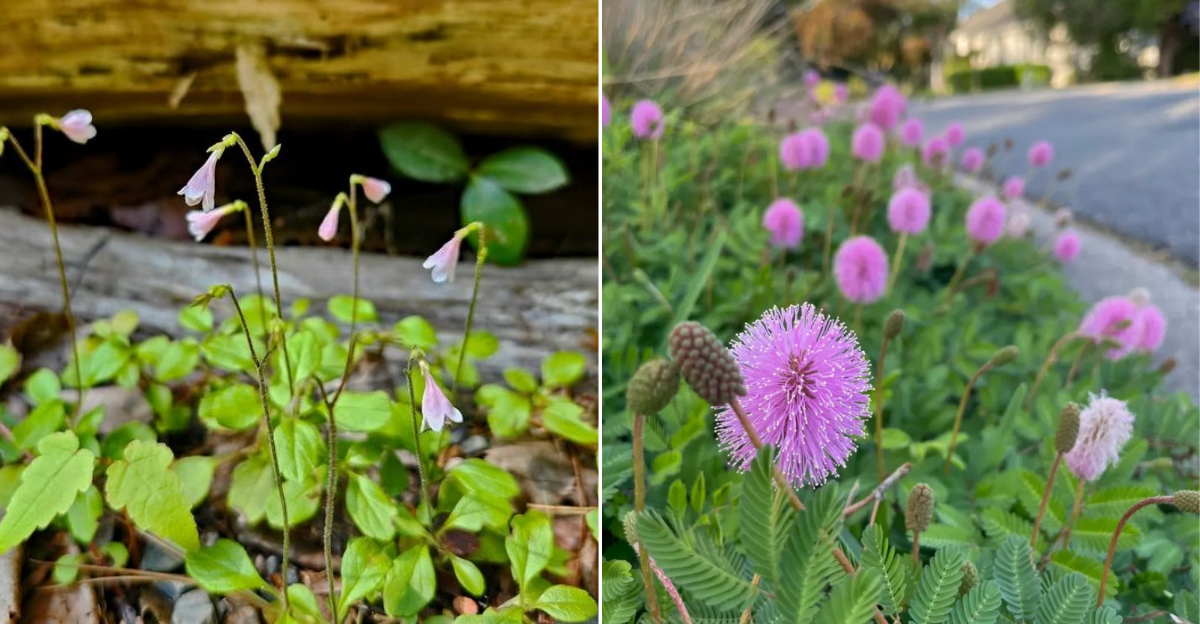 8 Native Florida Plants To Use Instead Of Mulch That Look Better