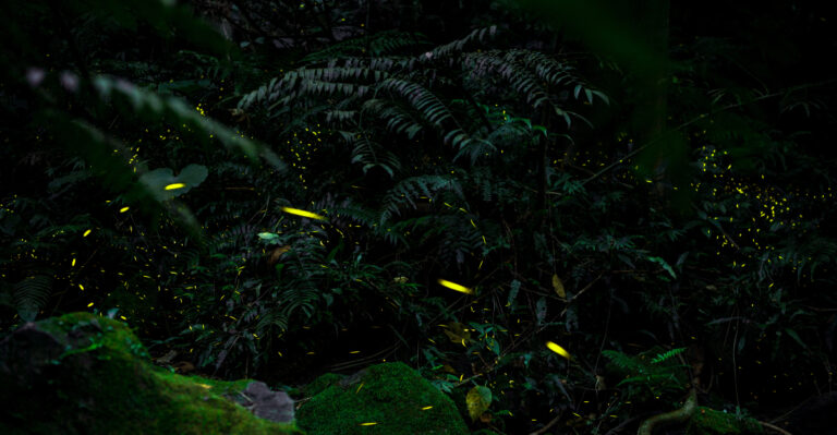 Fireflies (featured image)