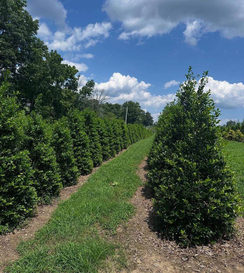 American Holly Forms A Dense Evergreen Screen Year Round