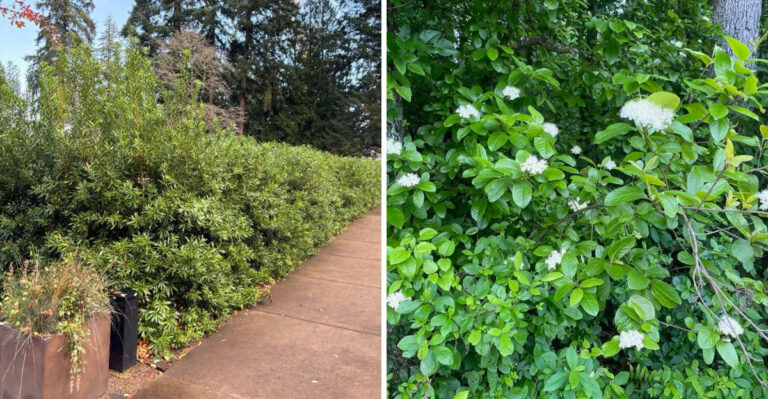 8 Native Georgia Shrubs That Outperform Leyland Cypress As Privacy Screens