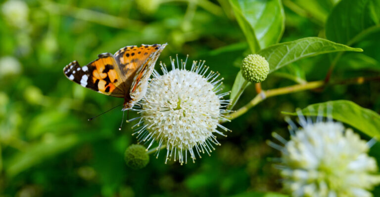 8 Native Georgia Shrubs To Plant Instead Of Azaleas In Full Sun Yards