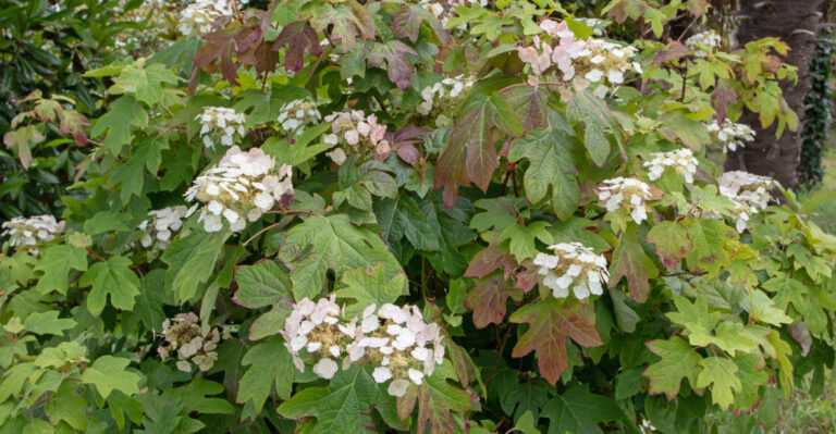 plant (featured image)