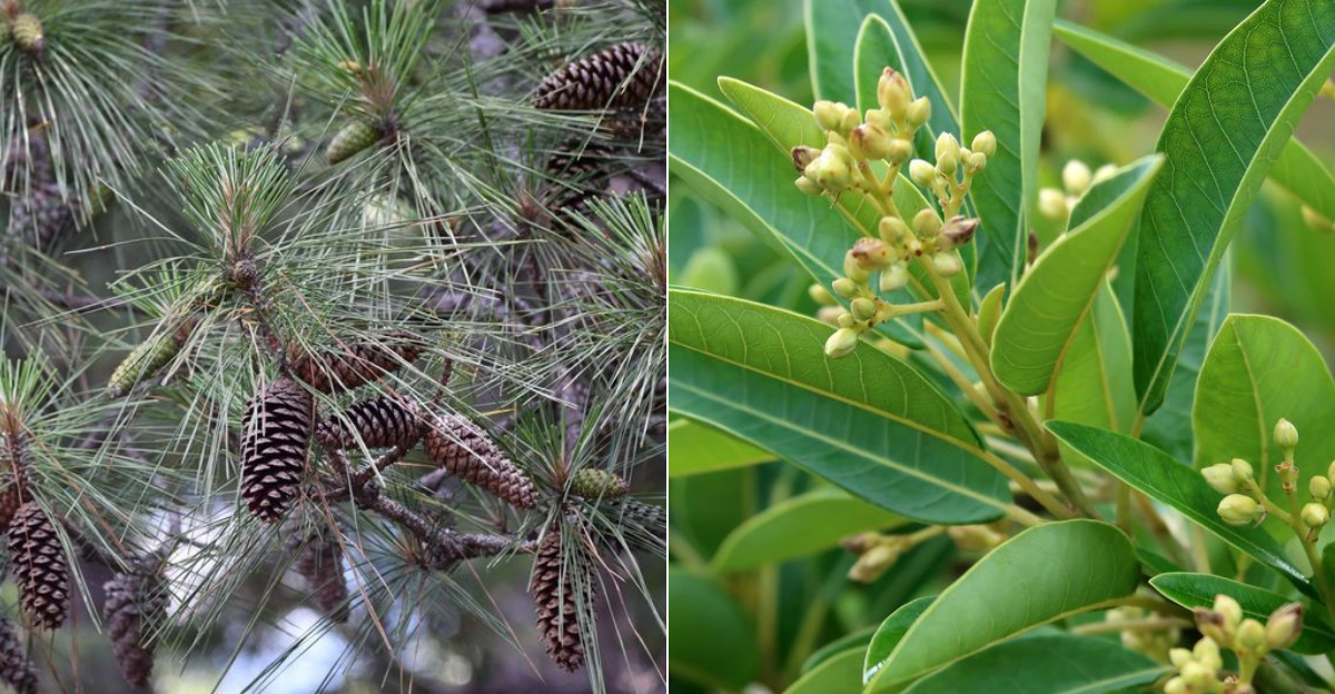 8 Native Georgia Trees To Plant Instead Of Leyland Cypress