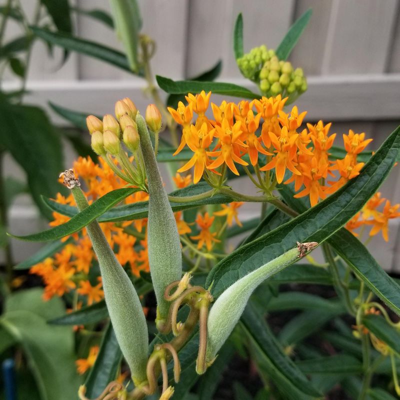 Plant Butterfly Weed For Fiery Orange Summer Blooms