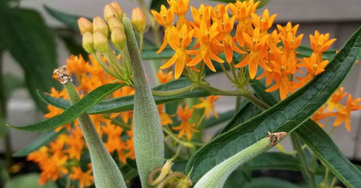 Asclepias tuberosa