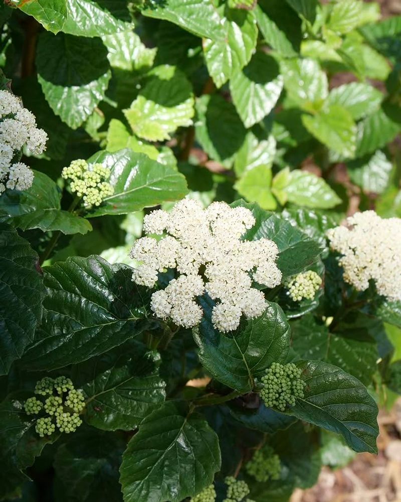 Arrowwood Viburnum Brings Dense Cover Without The Fuss