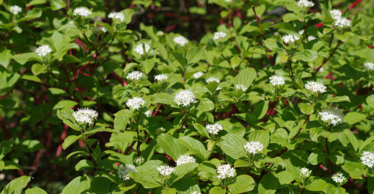 red osier dogwood
