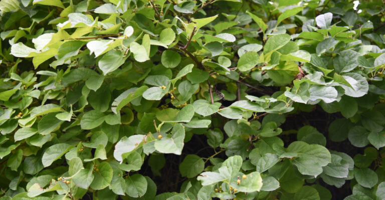 Celastrus orbiculatus