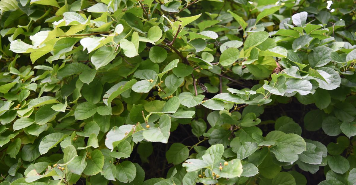 Celastrus orbiculatus