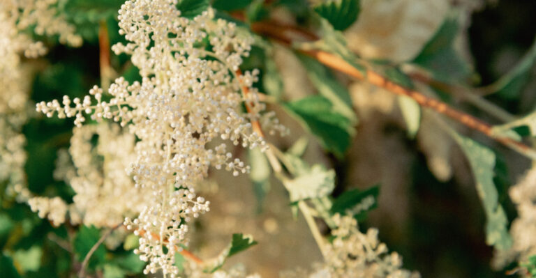 8 Native Oregon Shrubs That Outperform Arborvitae As Privacy Screens In Tough Spots