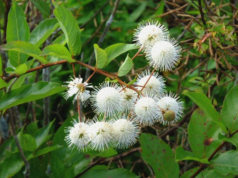 Buttonbush (Cephalanthus Occidentalis)