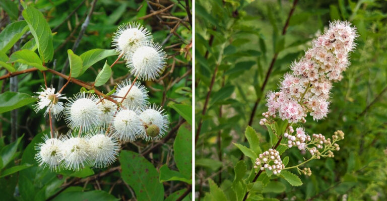 Buttonbush and Meadowsweet