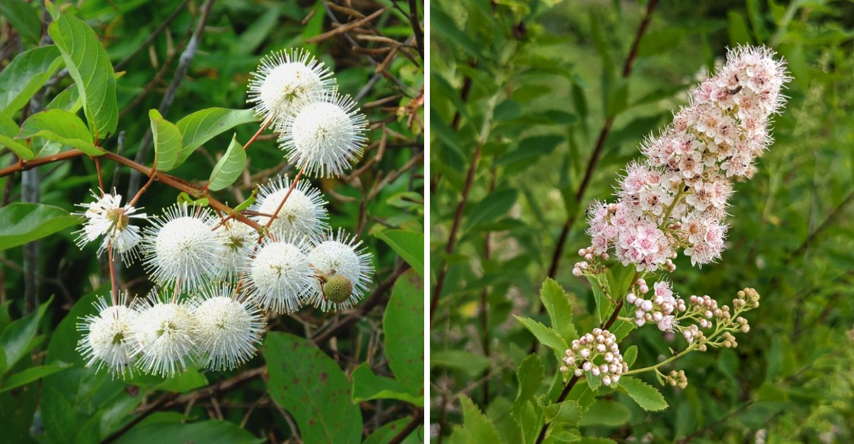 Buttonbush and Meadowsweet
