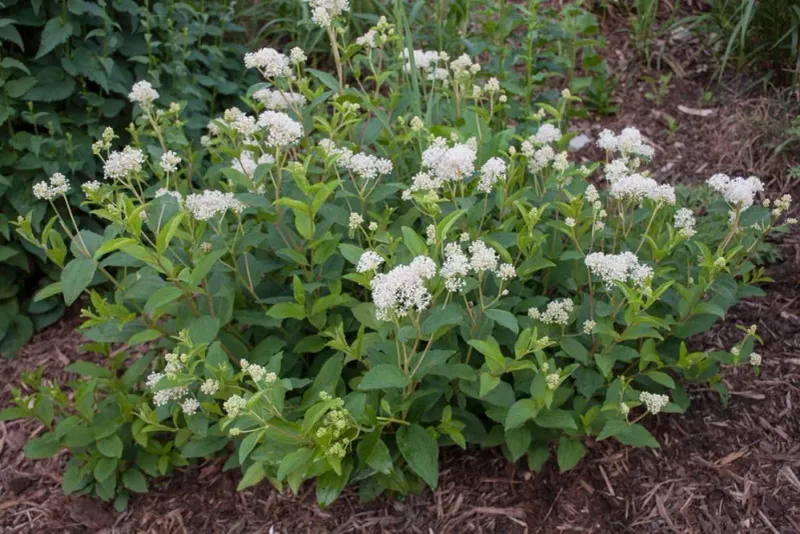 New Jersey Tea Tough And Drought-Ready Blooms