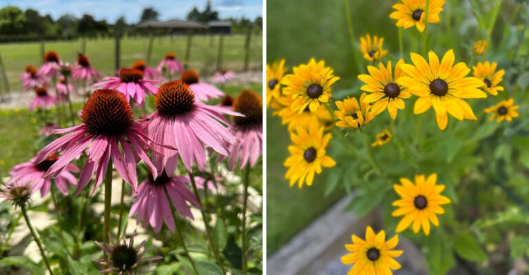 8 Native Wildflowers That Practically Grow Themselves In Georgia