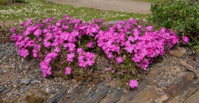 plant (featured image)