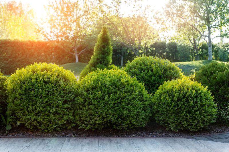 Boxwood Holds A Clean Shape With Minimal Effort