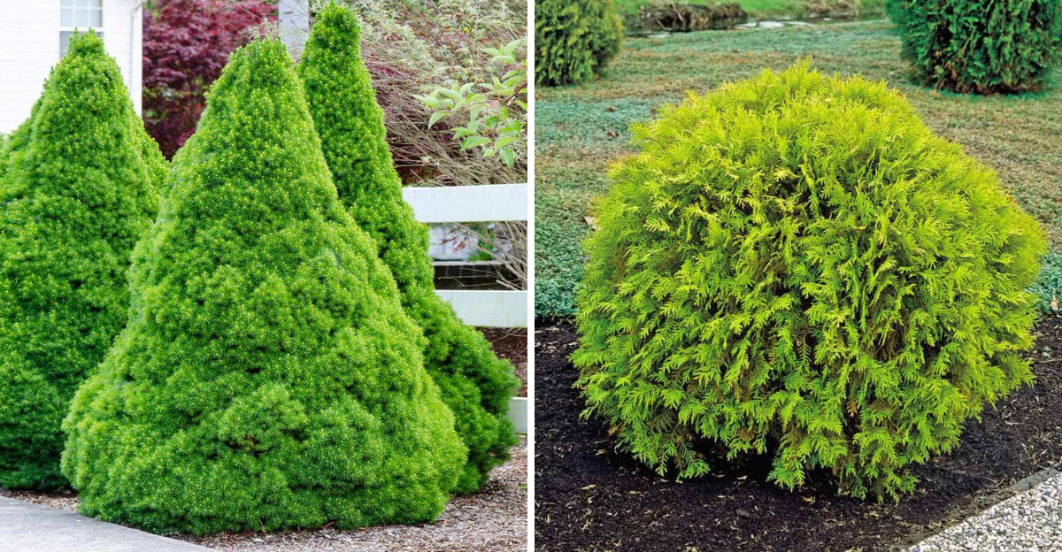 Dwarf Alberta Spruce and Globe Arborvitae