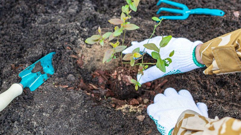 Blueberries Benefit From More Acidic, Organic-Rich Soil