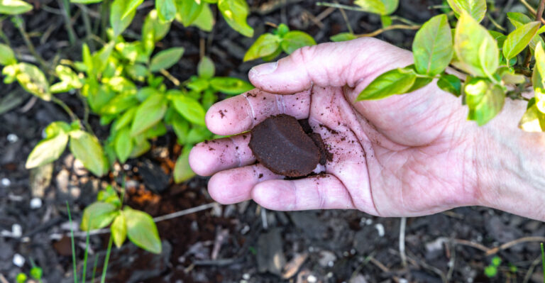 gardener adds coffee grounds to blueberry bush