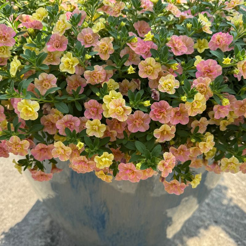 Calibrachoa Pours Over The Sides Beautifully