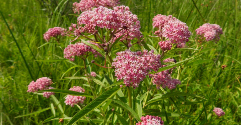 8 Ohio Plants That Help With Drainage Problems in Heavy Soil