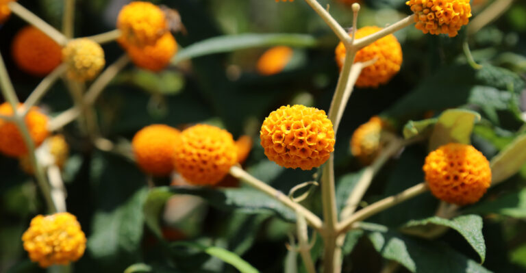 8 Orange-Flowering Shrubs That Brighten Oregon Gardens Fast