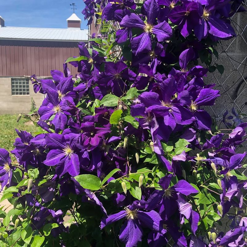Clematis Stays Compact And Flowers Well In Large Containers