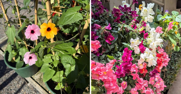 8 Ornamental Climbers That Grow Beautifully In Containers In Georgia