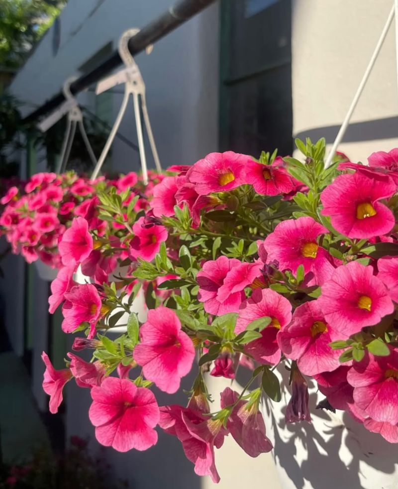 Petunias Bloom Continuously In Full Sun