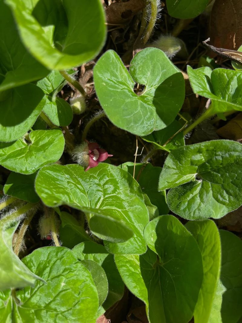 Cover Shady Soil With Wild Ginger
